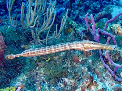 Trumpetfish