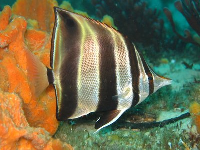 Truncate Coralfish