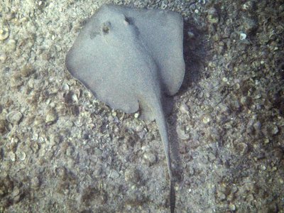 Trygonoptera
