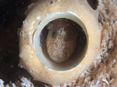 Tube Blenny