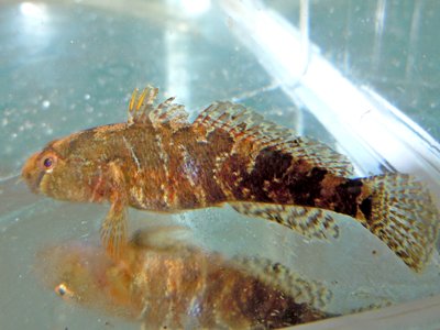 Tubenose