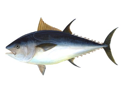 Tuna Mackerel