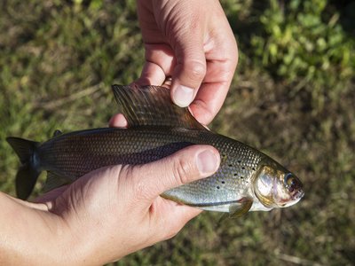 Tundra Grayling