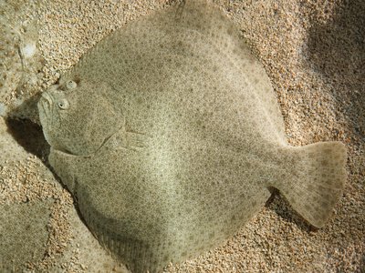 Turbot