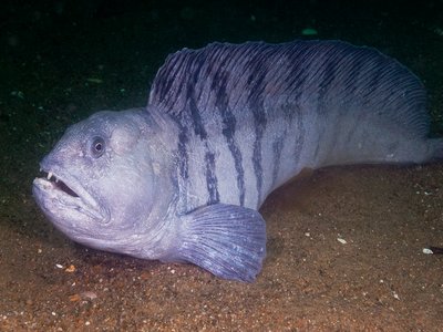 Tusked Eel