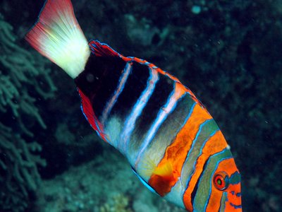 Tuskfish