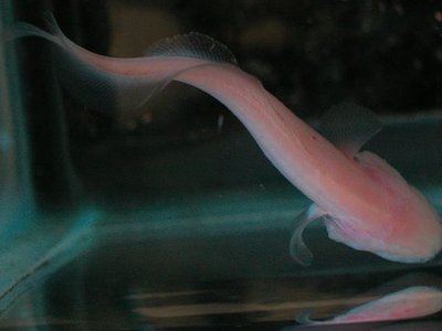 Typhlias