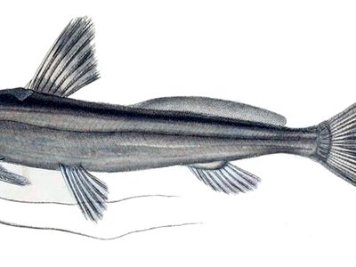 Typhlobagrus