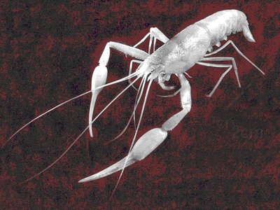 Typhlocaris