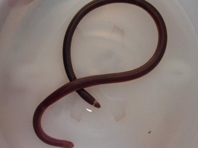 Typhlops