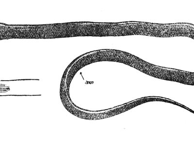 Typhlosynbranchus