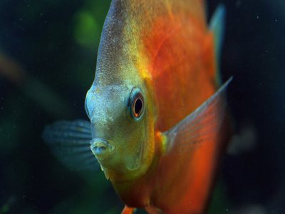 Uaru cichlid
