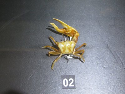 Uca borealis