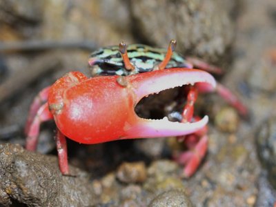 Uca crassipes