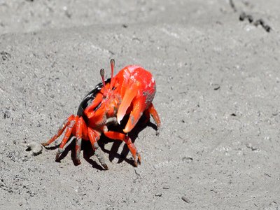 Uca flammula