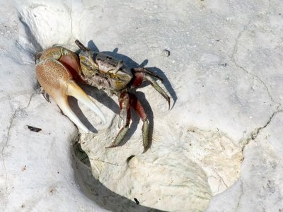 Uca pugilator