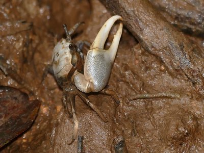 Uca rapax