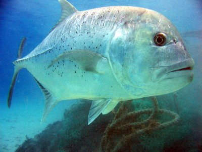 Ulua