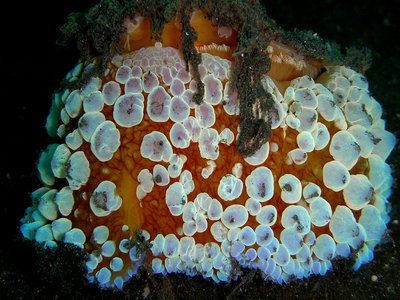Umbraculum
