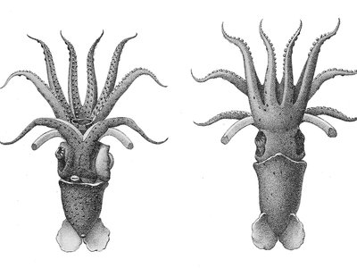 Umbrella Squid