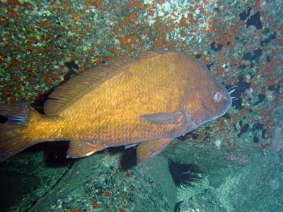 Umbrina canariensis