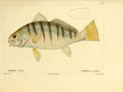 Umbrina coroides