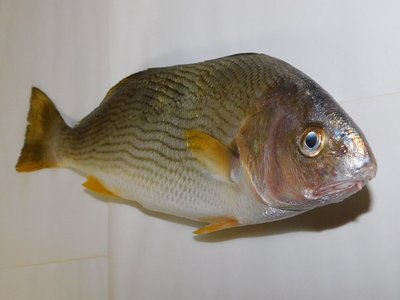Umbrina roncador