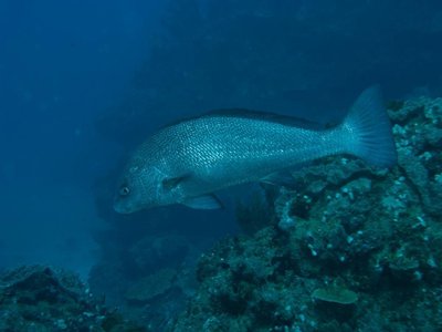 Umbrina ronchus