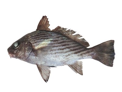 Umbrina