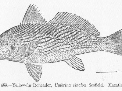 Umbrina xanti