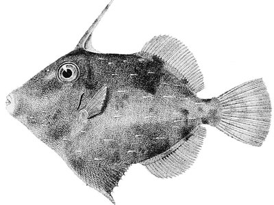 Unicorn filefish