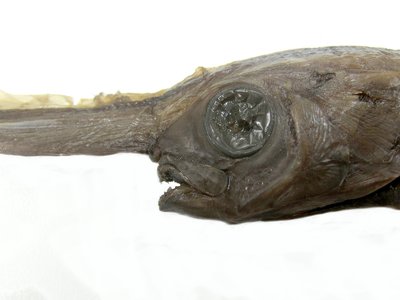 Unicorn Fish