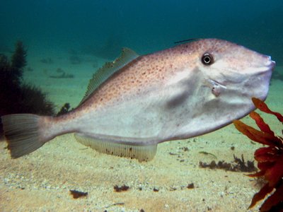 Unicorn Leatherjacket