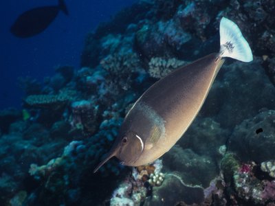 Unicorn Surgeonfish