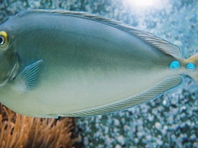 Unicorn tang