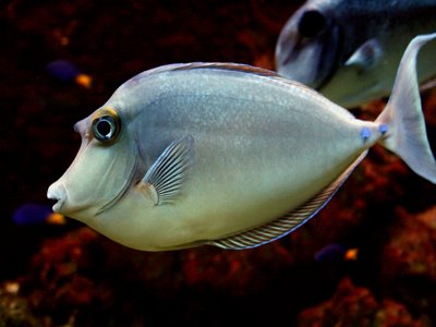Unicornfish
