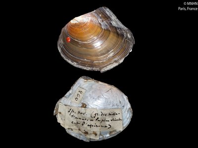 Unio