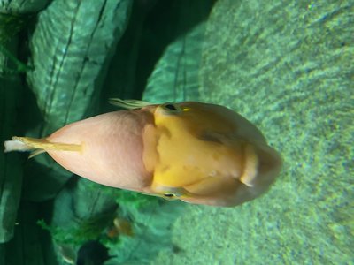 Unique cichlid