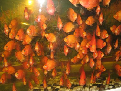 Unknown cichlid