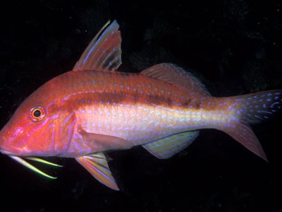 Upeneichthys