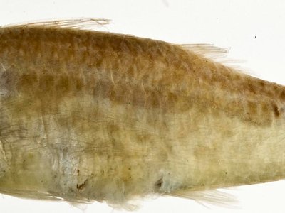 Upeneus asymmetricus