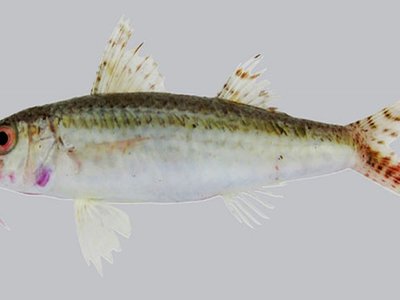 Upeneus lombok