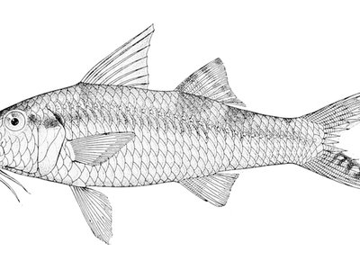 Upeneus luzonius