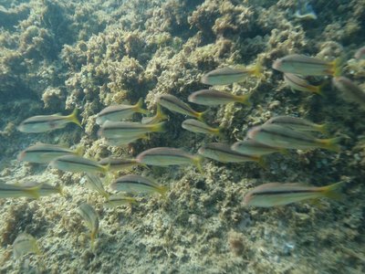 Upeneus moluccensis