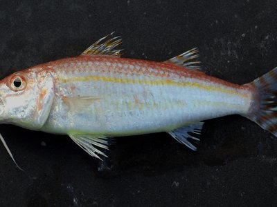 Upeneus parvus
