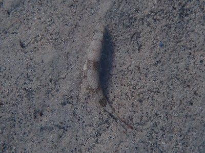 Upeneus pori