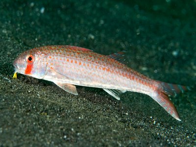 Upeneus sundaicus