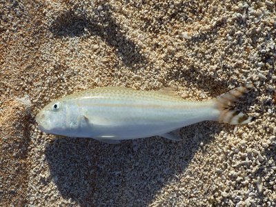 Upeneus taeniopterus