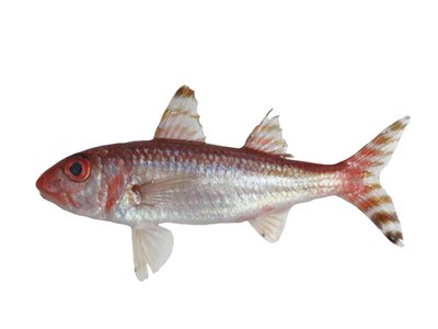 Upeneus