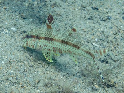 Upeneus tragula